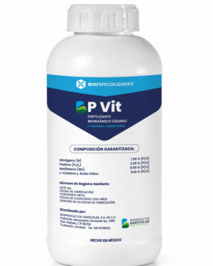 BP-VIT